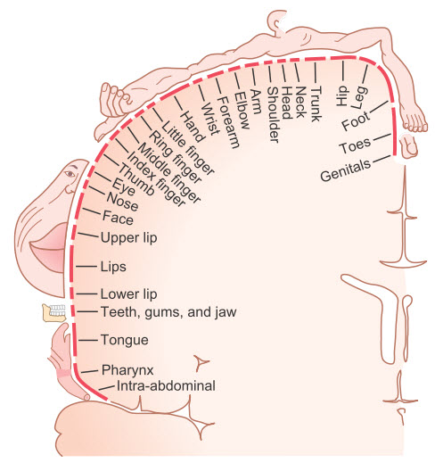 Đại diện của các khu vực khác nhau của cơ thể trong khu vực cảm âm I của vỏ não