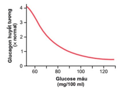 Nồng độ glucagon huyết tương gần đúng ở các mức đường huyết khác nhau.