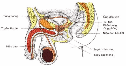 Mô hình giải phẫu sinh dục và thực hành đặt thông tiểu nam giới